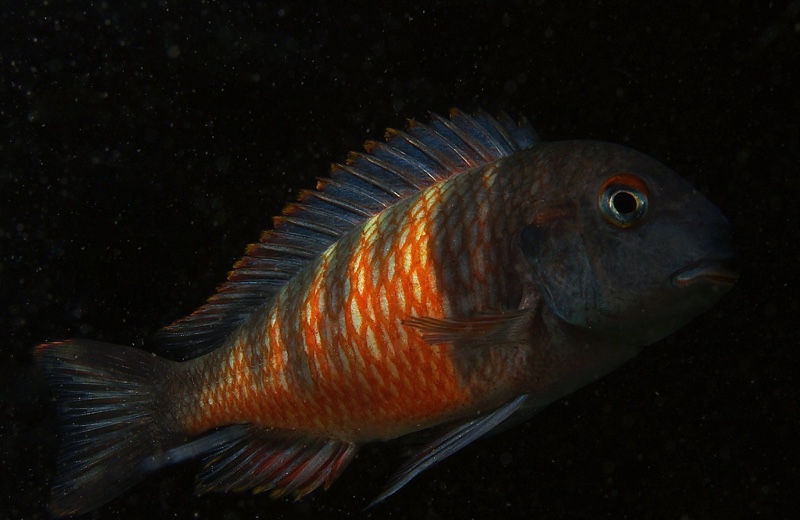 Tropheus Red Belly